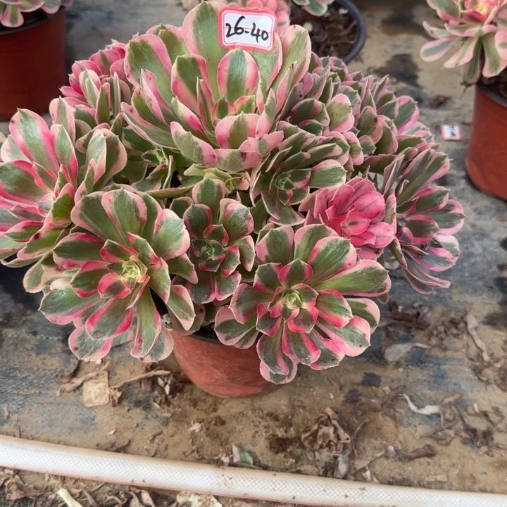 26-40女郎多肉不包断肢