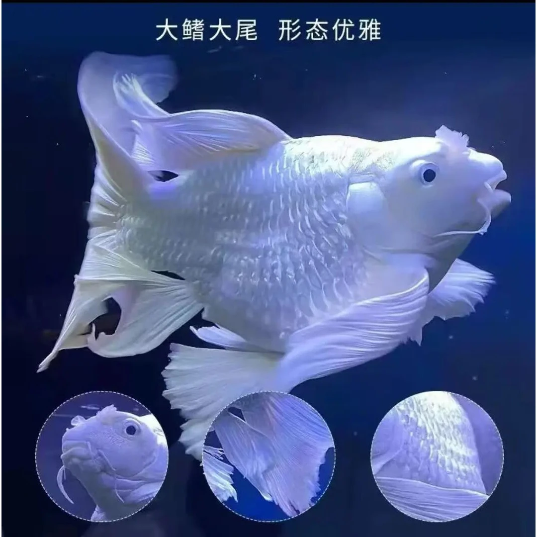 【蝴蝶鲤】特价链接蝴蝶鲤15-18淡水观赏鱼饲养鱼【直播间专属链接】