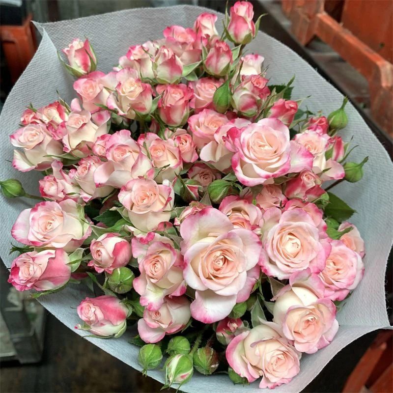 巧克力橙芭比苏菲折射泡泡鲜花云南直发