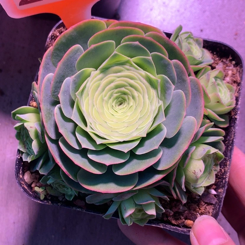【闪购商品】小**了花千骨225
