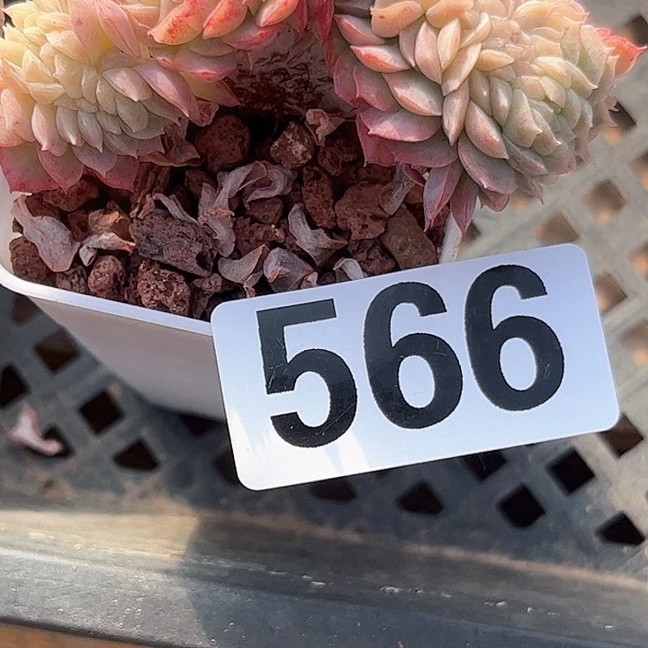 花*。多肉植物一物一拍