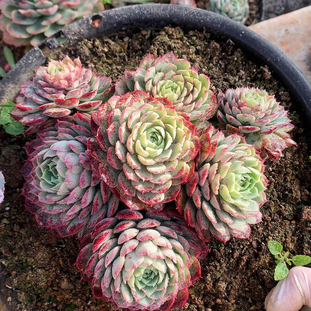 朱砂痣多肉一物一拍