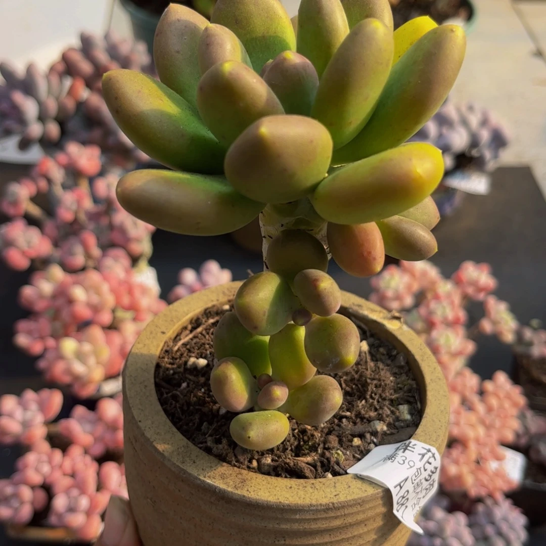 881芒果奶9cm多肉植物