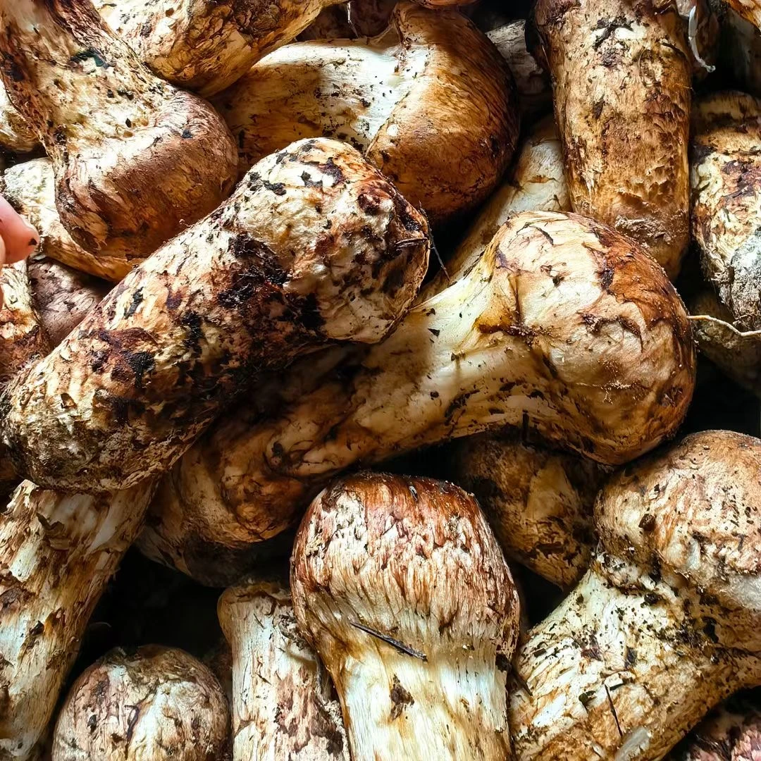 （家庭版）云南香格里拉野生松茸现挑现选顺丰空运煲汤版