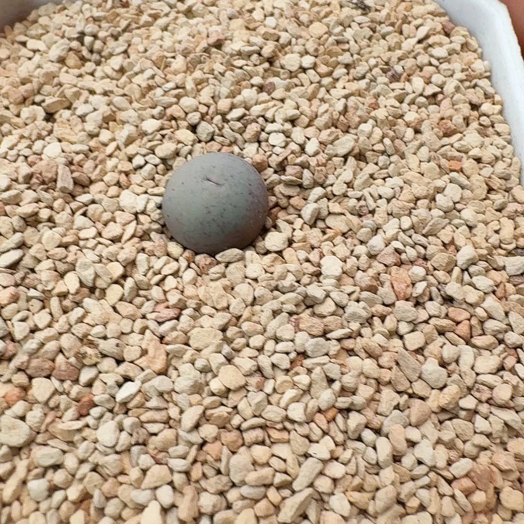 多肉植物福利风铃v嘴187