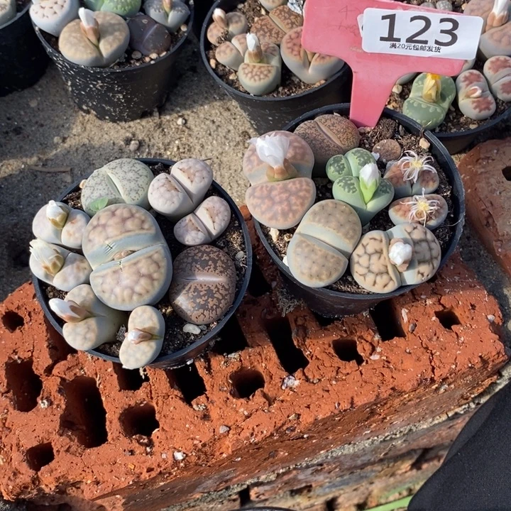 开***了生石花等植物的生长123