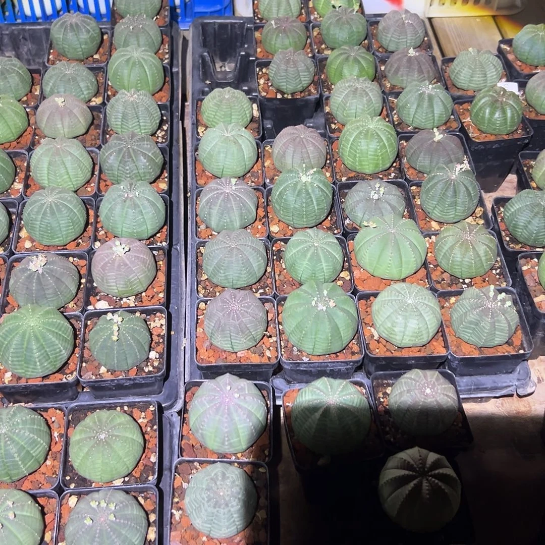 代***你1987花盆小红药一个