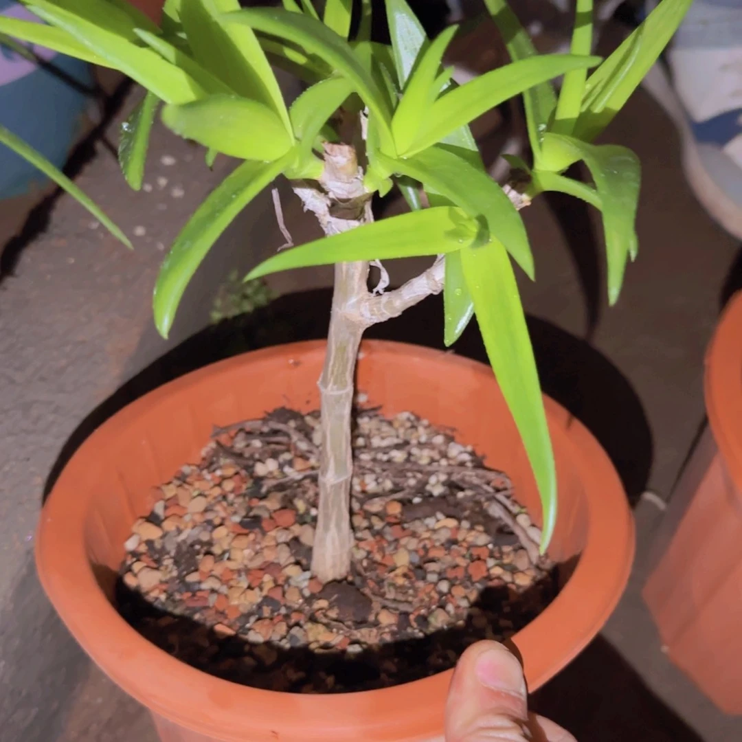 W***r块根植物块根块根植物