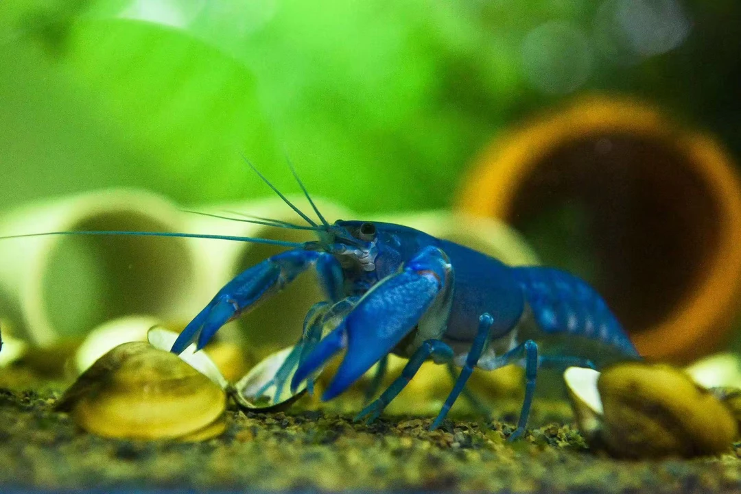 天空蓝魔鳌虾 纯血天空蓝魔鳌虾