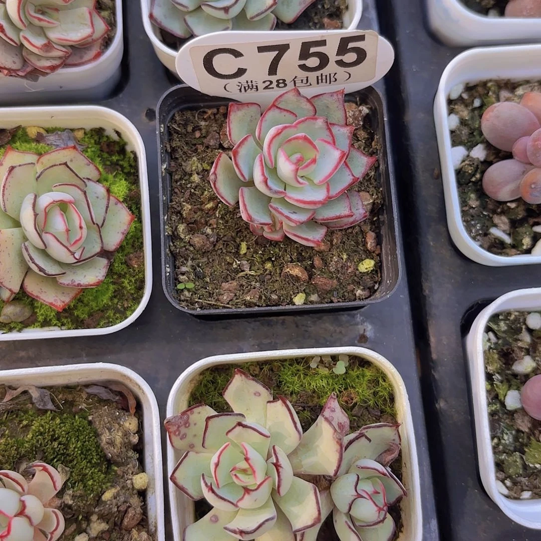 C755剑斯诺娃一物一拍