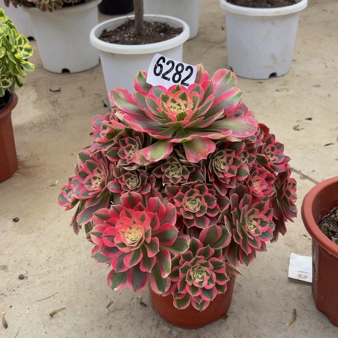 无花朵6282布加蒂1111111