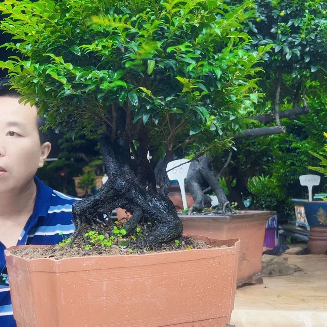 当前无花朵，栽培后可花朵用****5