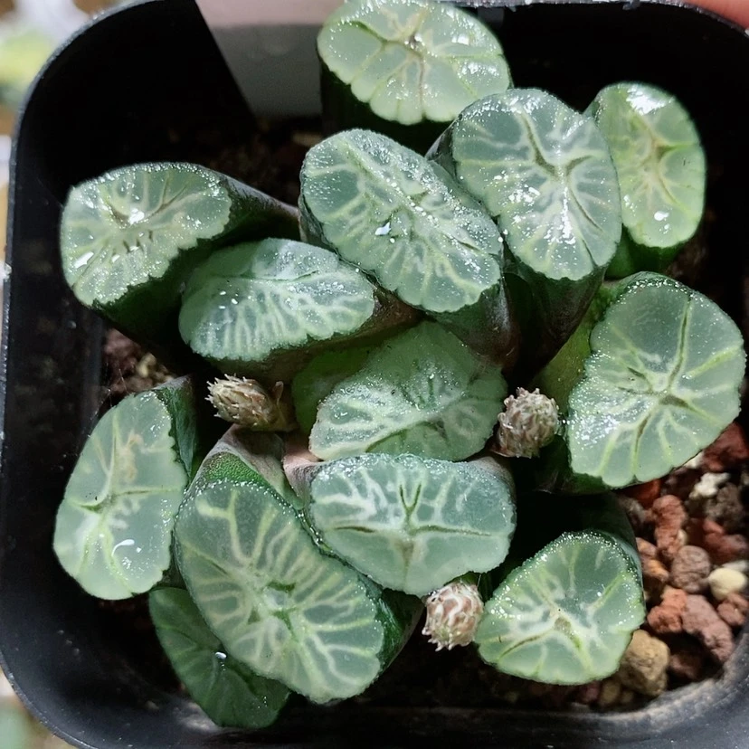 【闪购商品】82彩虹万象