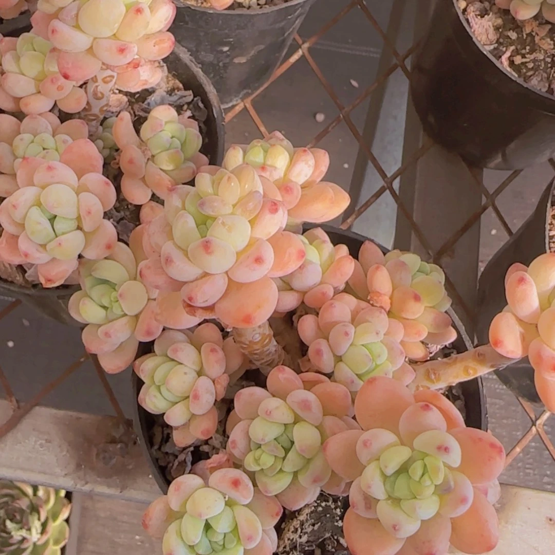 【闪购商品】樱花罗琦