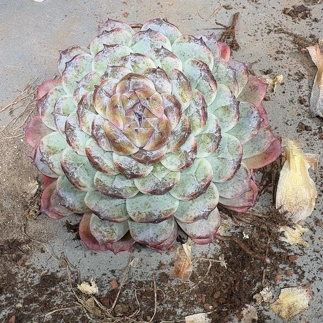 晚***霞晚霞水晶杂多肉植物发货