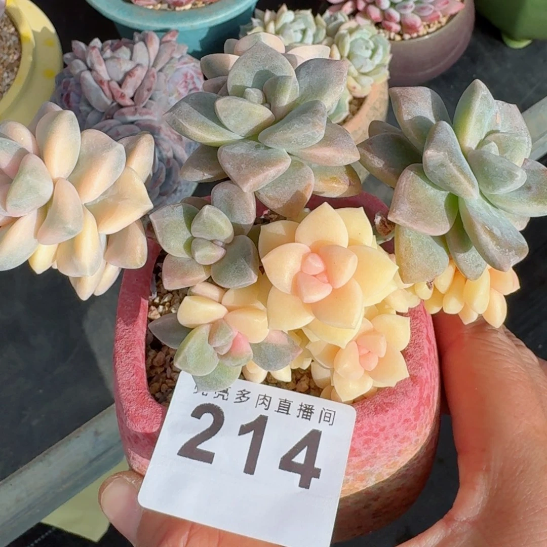 美杏锦      愿你一路坦途，乘风破浪展宏图