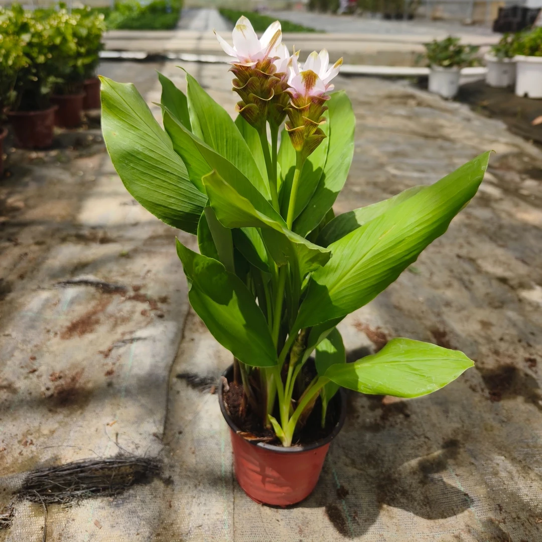 塔莎的花园姜荷花盆栽蝴蝶花植物开花室内好养植物