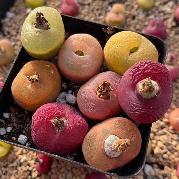 361有伤一组一组