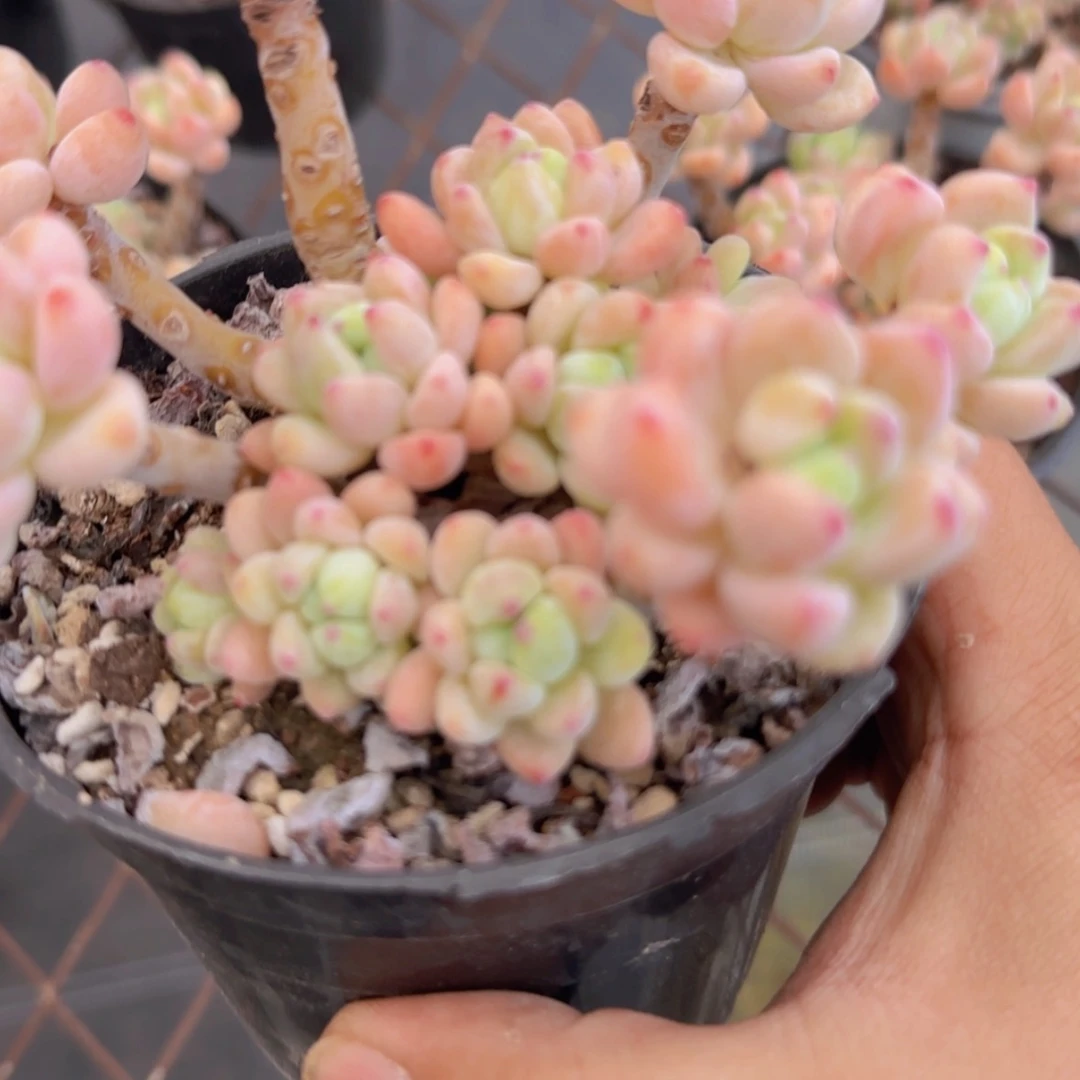 【闪购商品】樱花罗琦