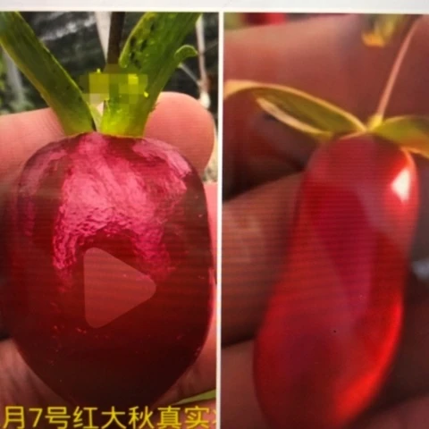 无花朵红大秋加瑰宝