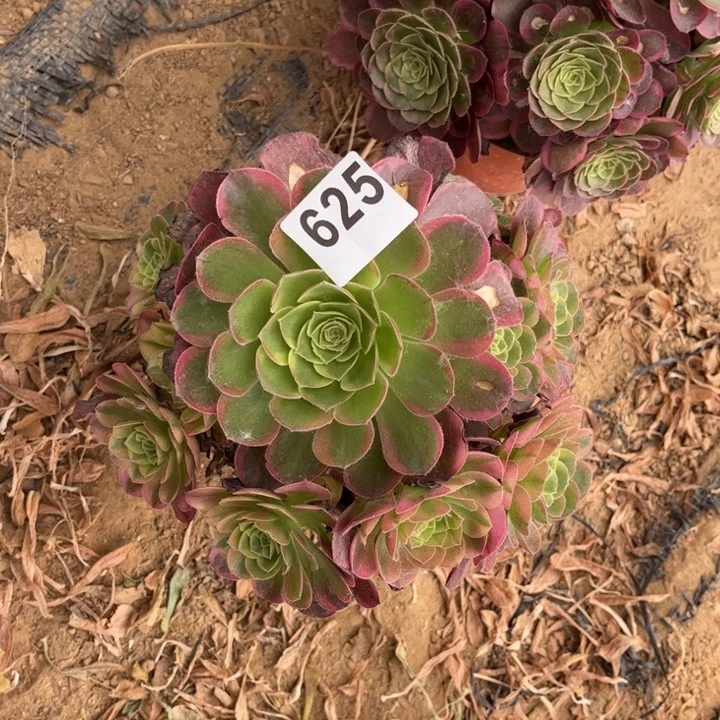 奶白625不包断枝