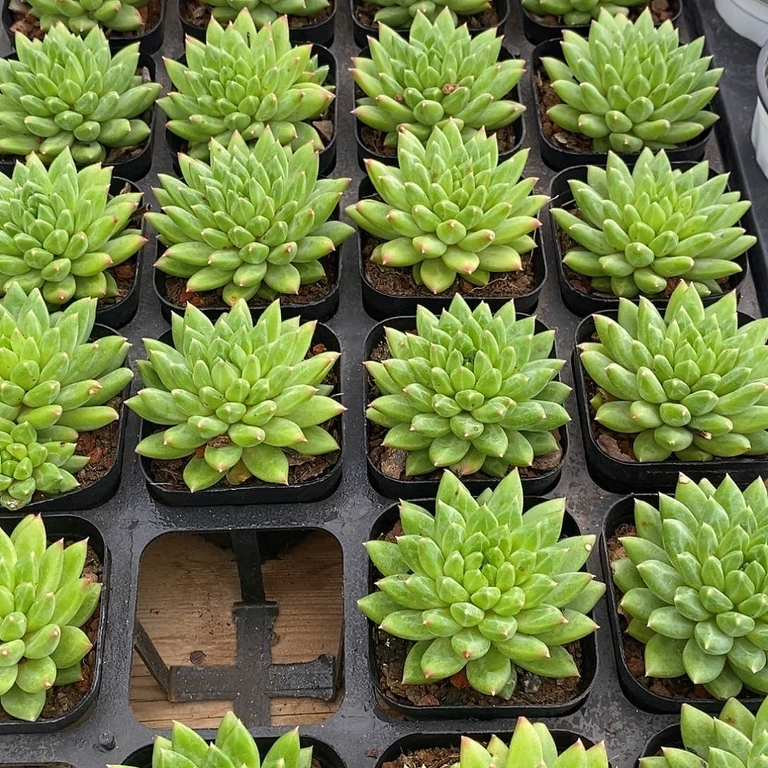 金汇园艺，团乌拉杂