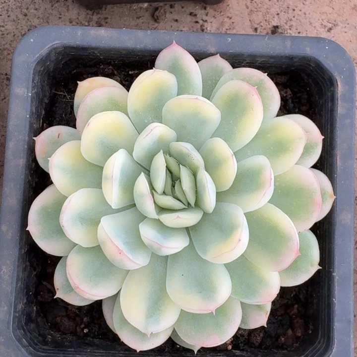 草莓冰锦一物一拍