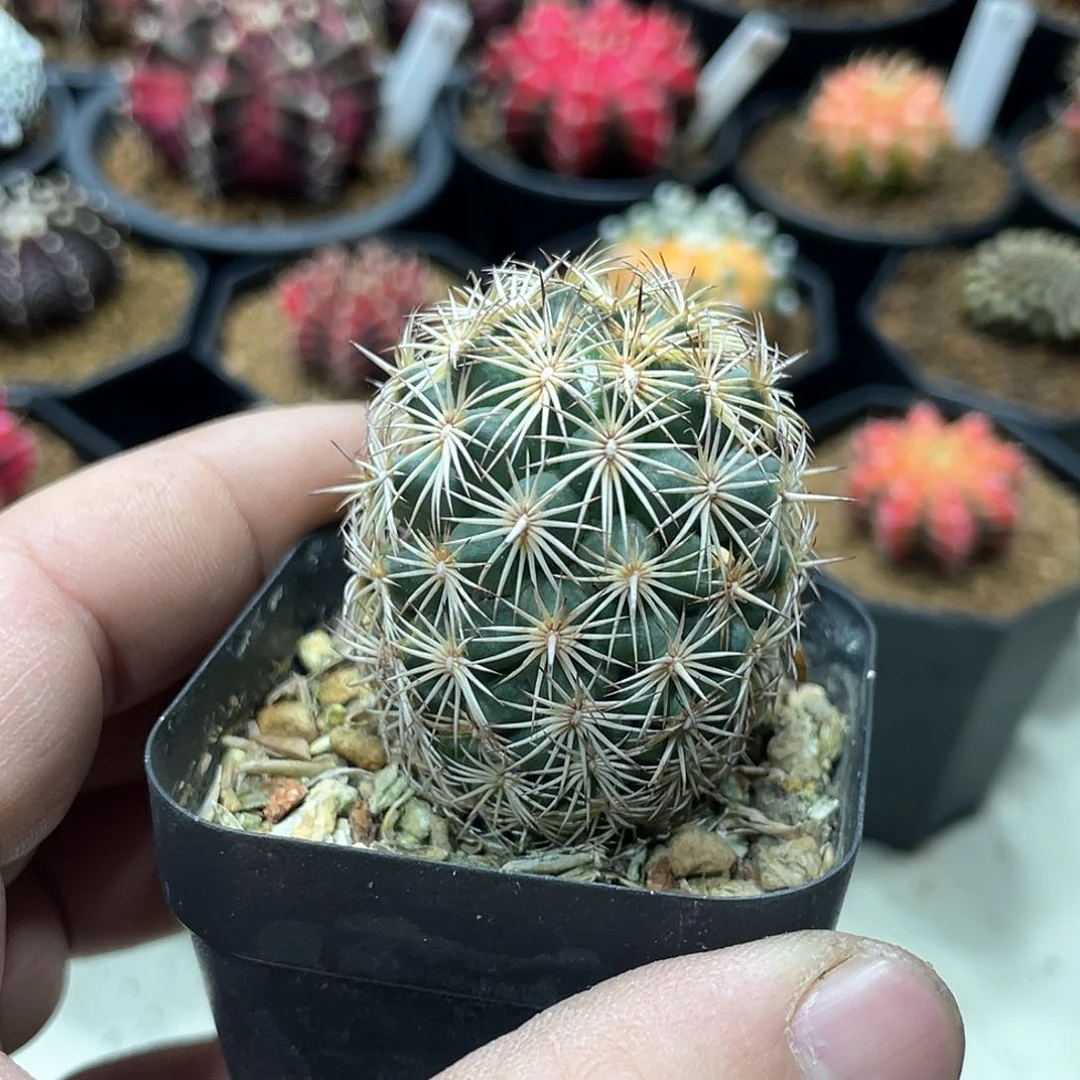 否*实生根系，顶花海胆丸