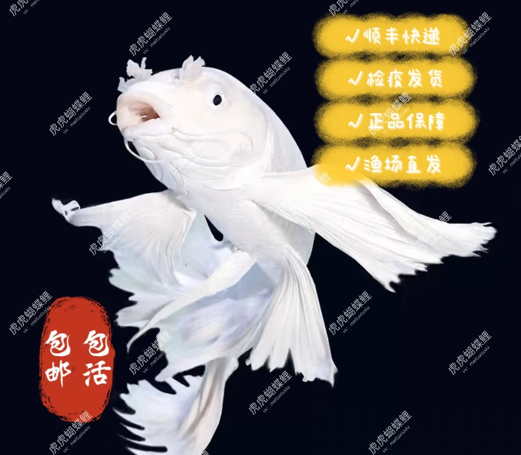 ②主播改价-【虎虎蝴蝶鲤】