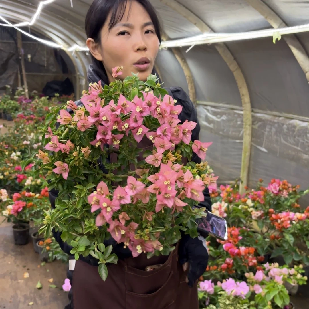 完全开放（魔法樱花）三角梅会落花落叶会光杆苗有大有小轻微折枝