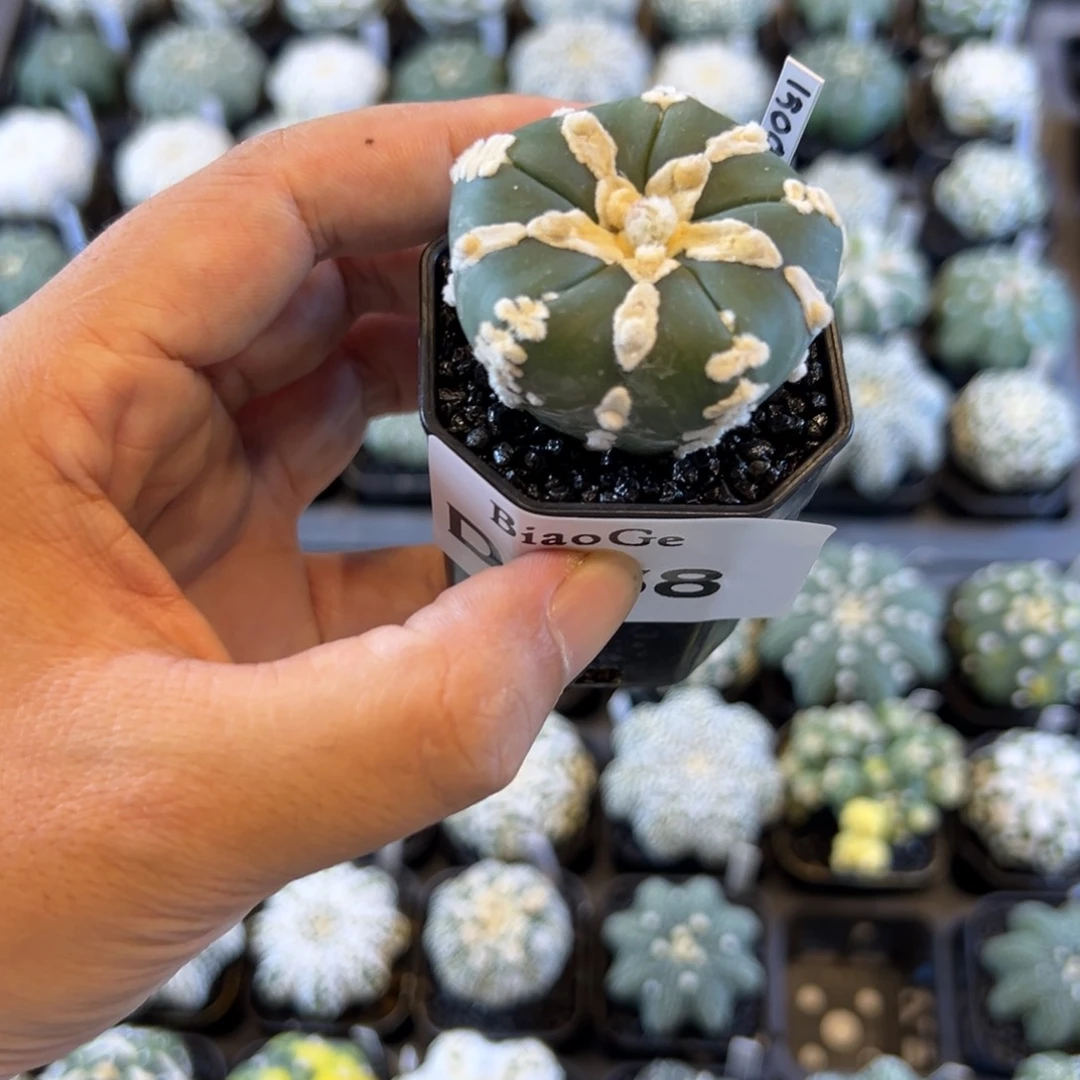M****1D068兜仙人球多肉植物