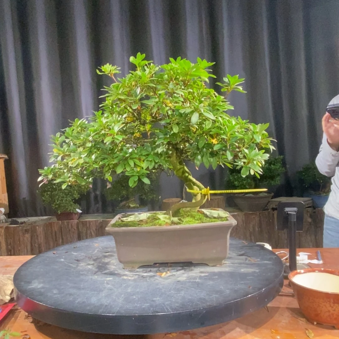 无花朵皋月杜鹃一物一花