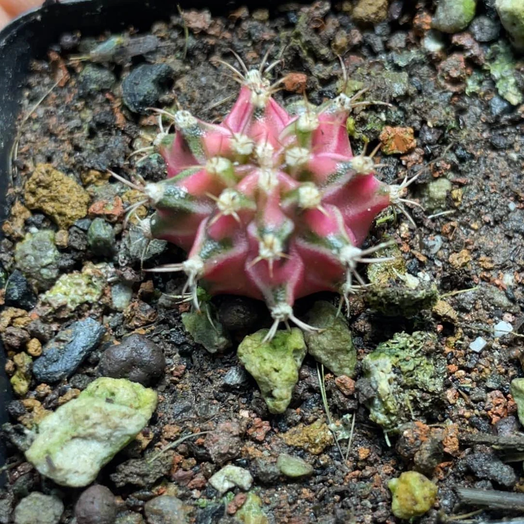 当前无花朵，栽培后可花朵粉臀绿V背