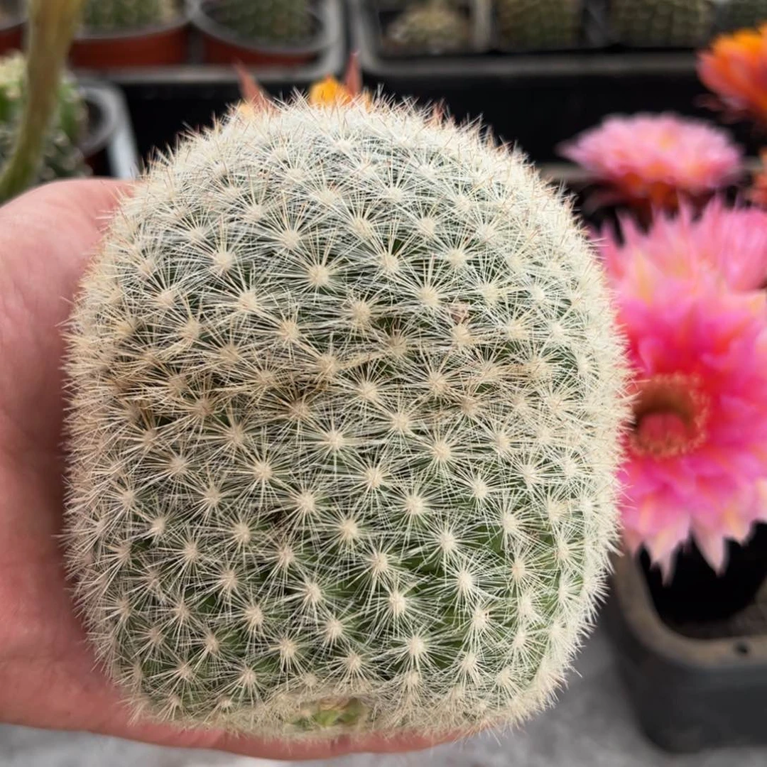 白脑袋仙人球落地68