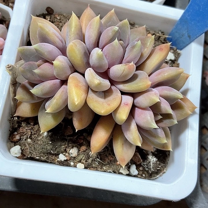 多肉植物红象牙53