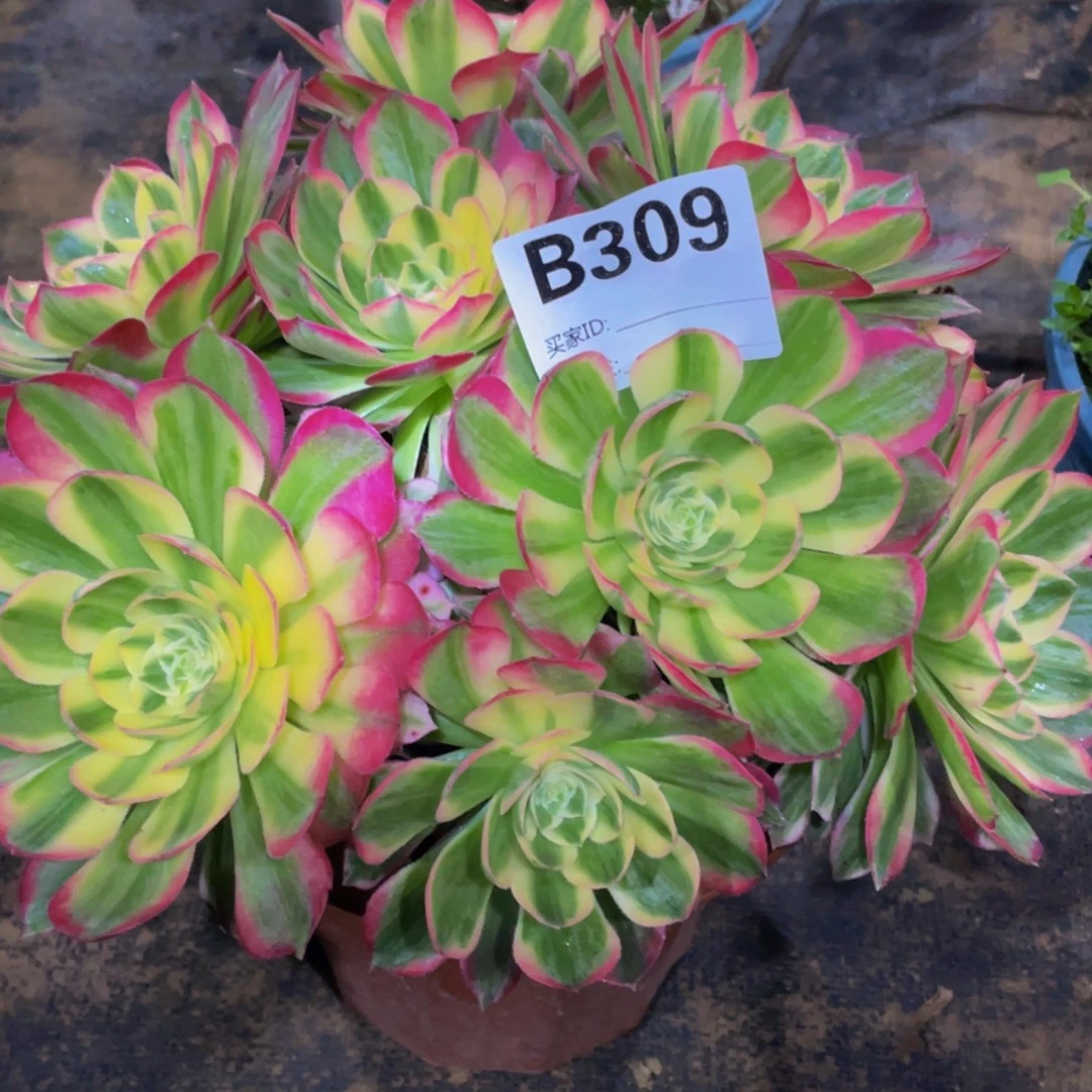 吕***华309海鲜11111多肉