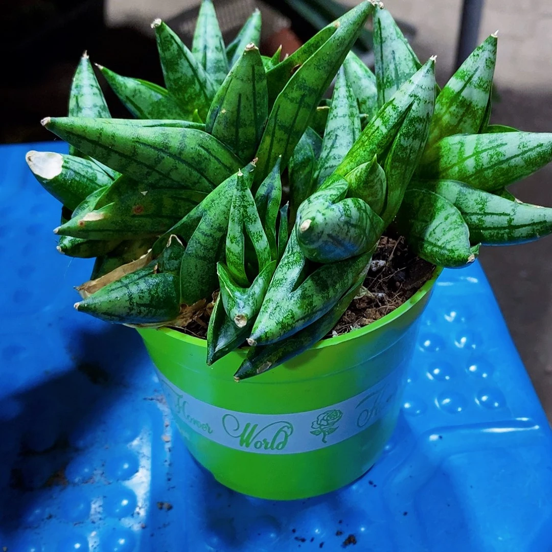 香蕉群1111111111111个