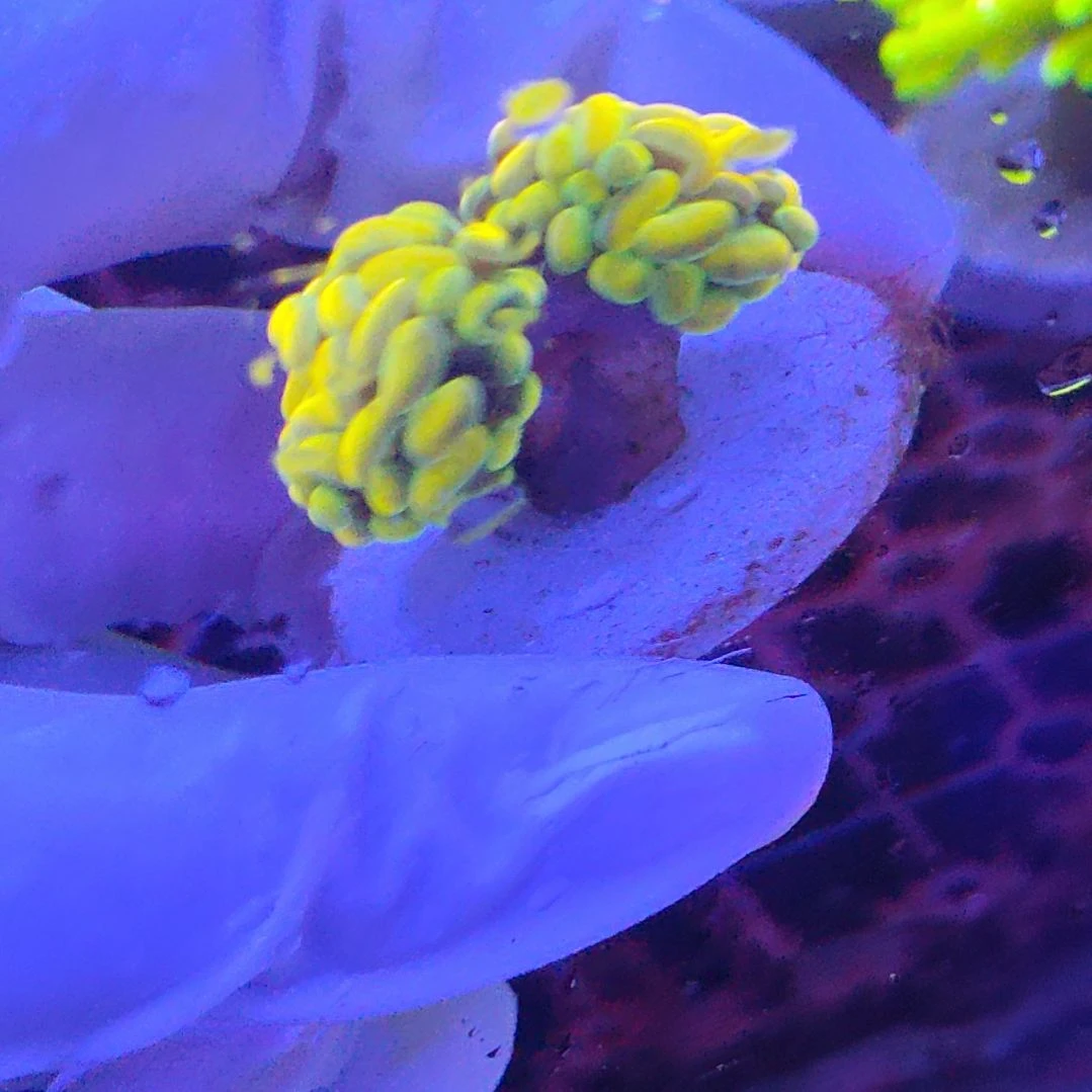 智海海洋珊瑚馆 竞拍链接