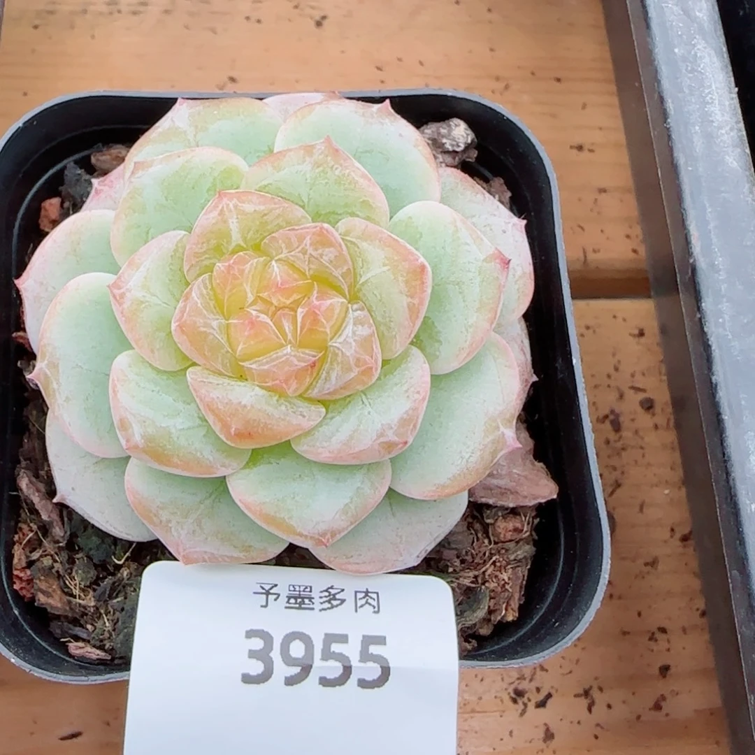 孤品，3955多肉植物