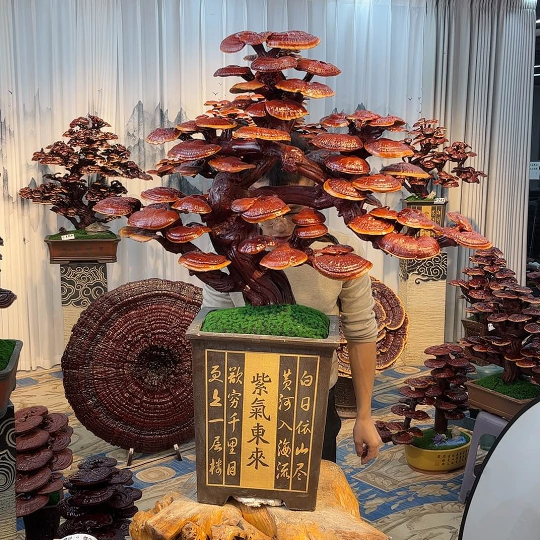 无花朵888888888888888