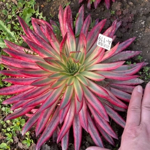 119朱雀满25包邮多肉