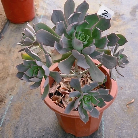 ?****太法师法师法师法师2