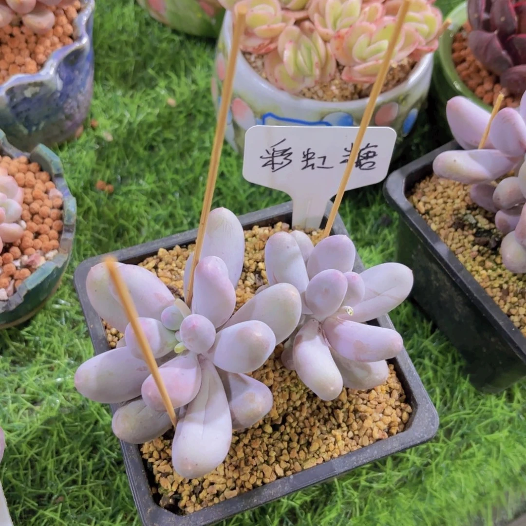 深****?我的小可爱们都好可爱