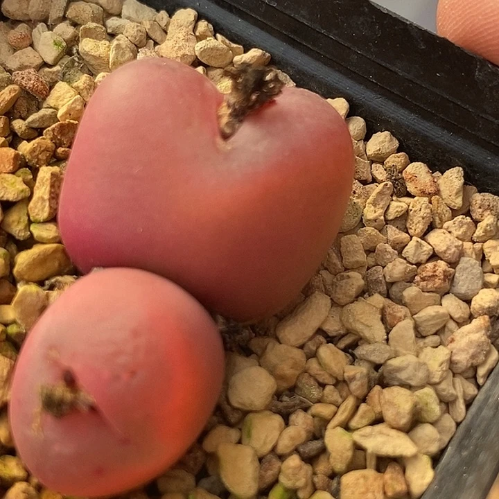 16558吕氏母本一颗