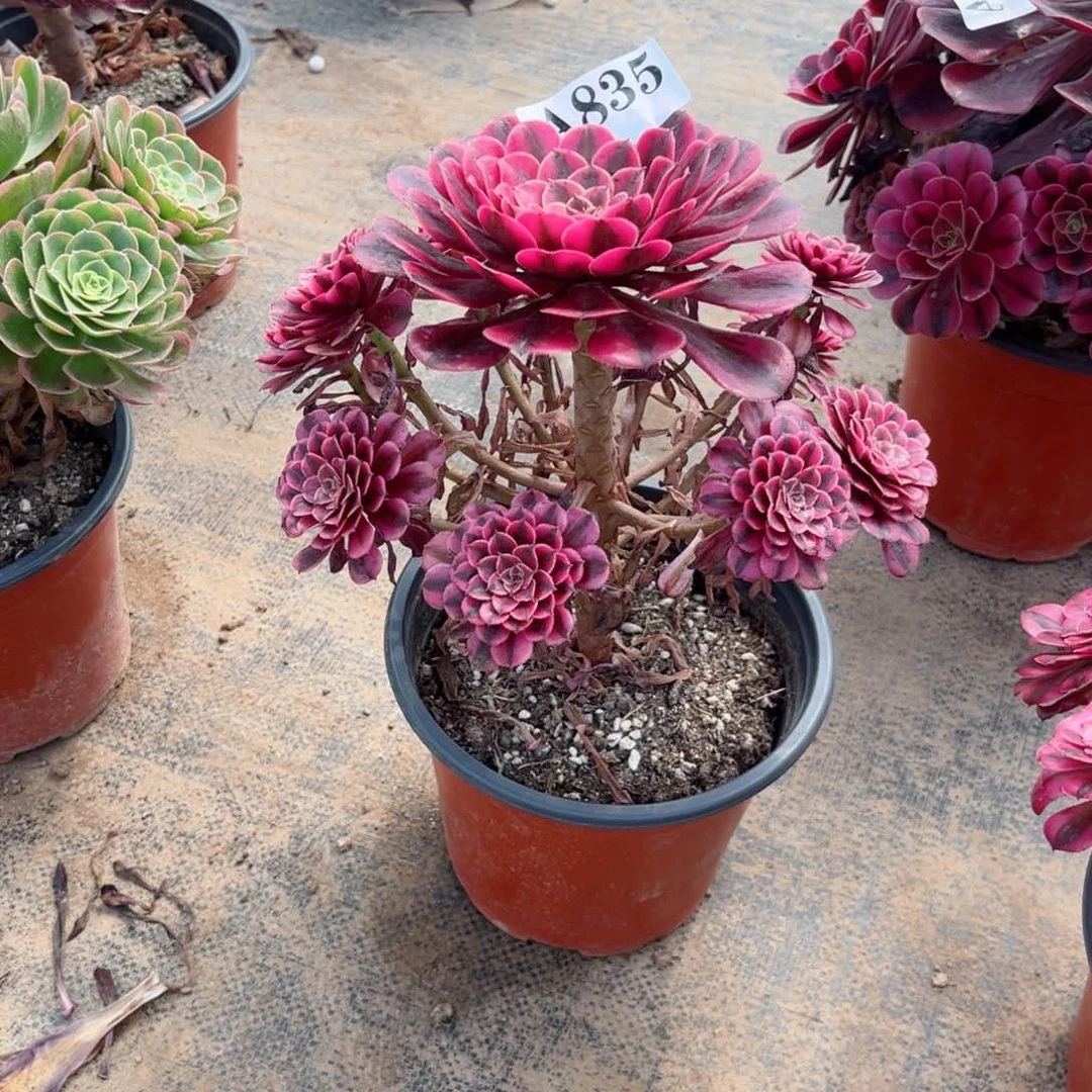 嫩桩黑铜白835多肉植物