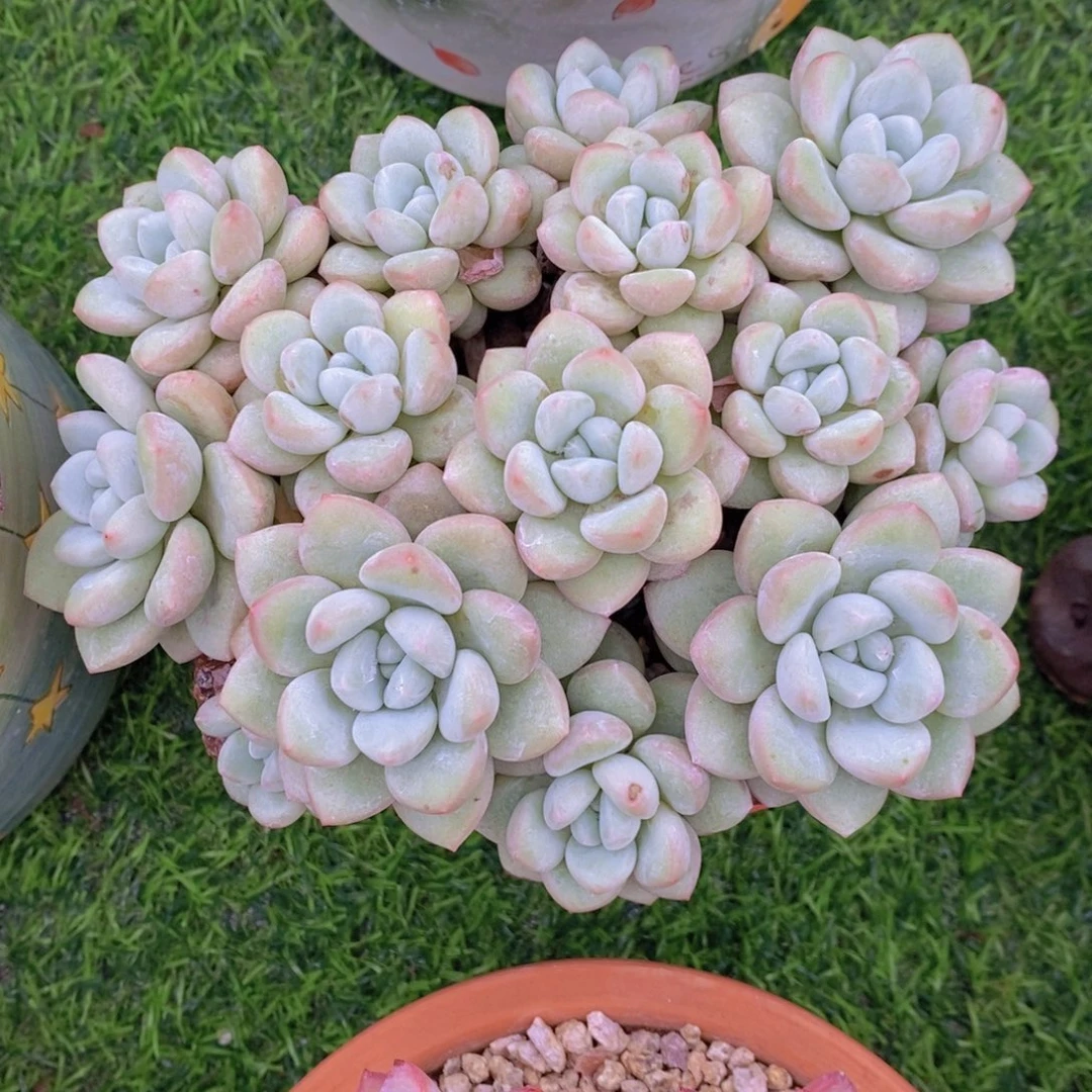 泡泡糖 一物一拍