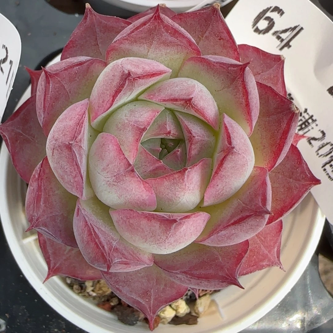 花语逸境0221-64