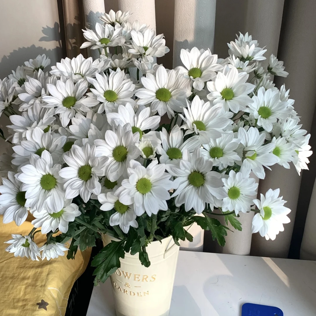 【杨鹏鲜花】白色三文鱼 小菊 超长待机 云南鲜花包邮