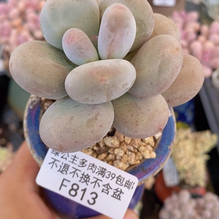 大叶奶单头813多肉植物