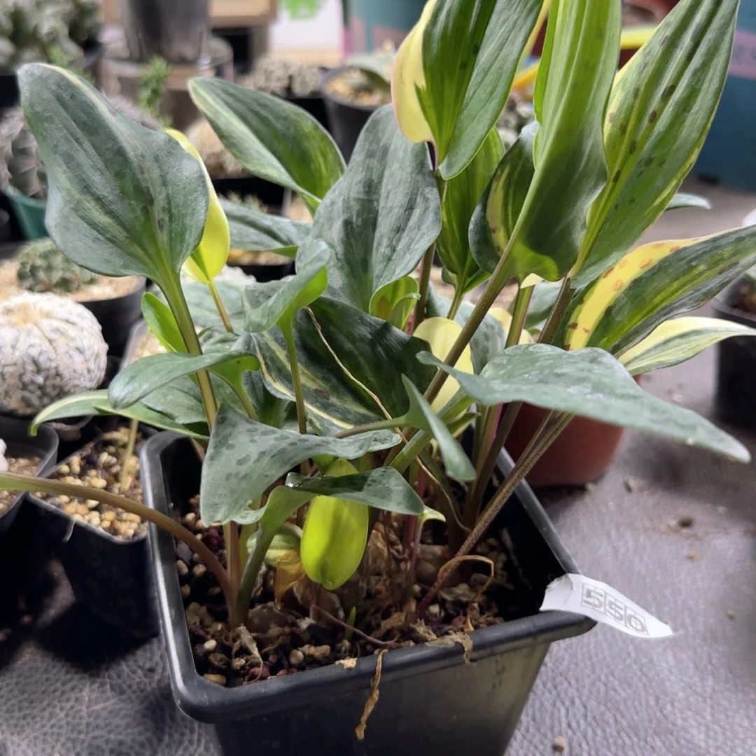 550油点百合锦带盆发货
